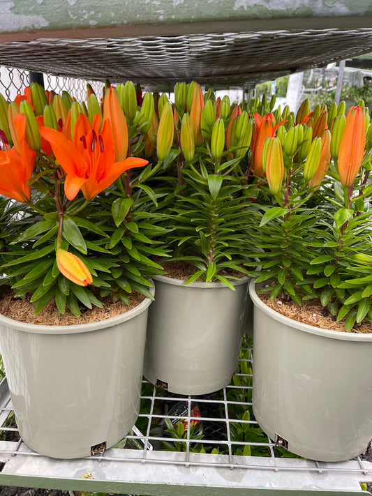Orange Matrix Lily