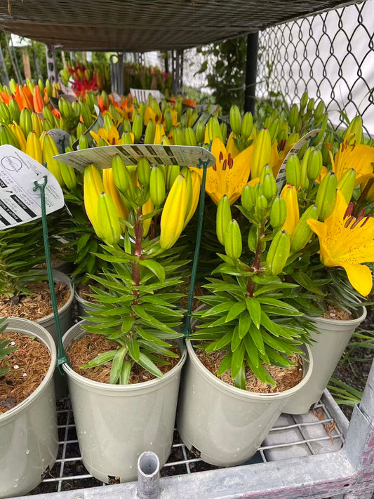 Golden Matrix Asiatic Lily