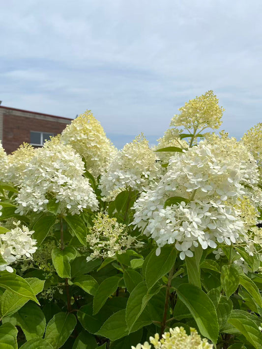 Hydrangea paniculata Limelight Std.