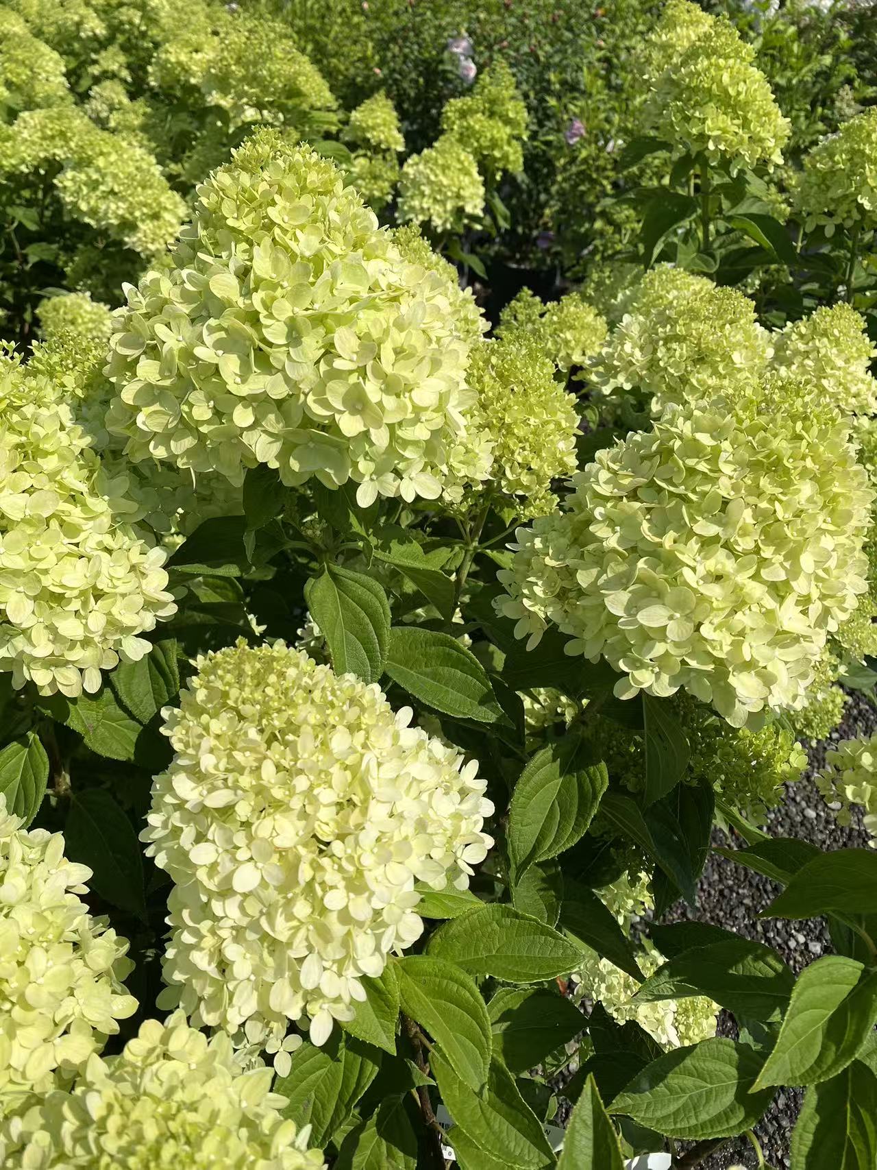 Hydrangea paniculata 'Limelight'
