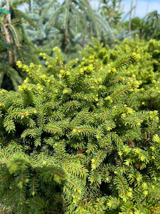 Little Gem Spruce