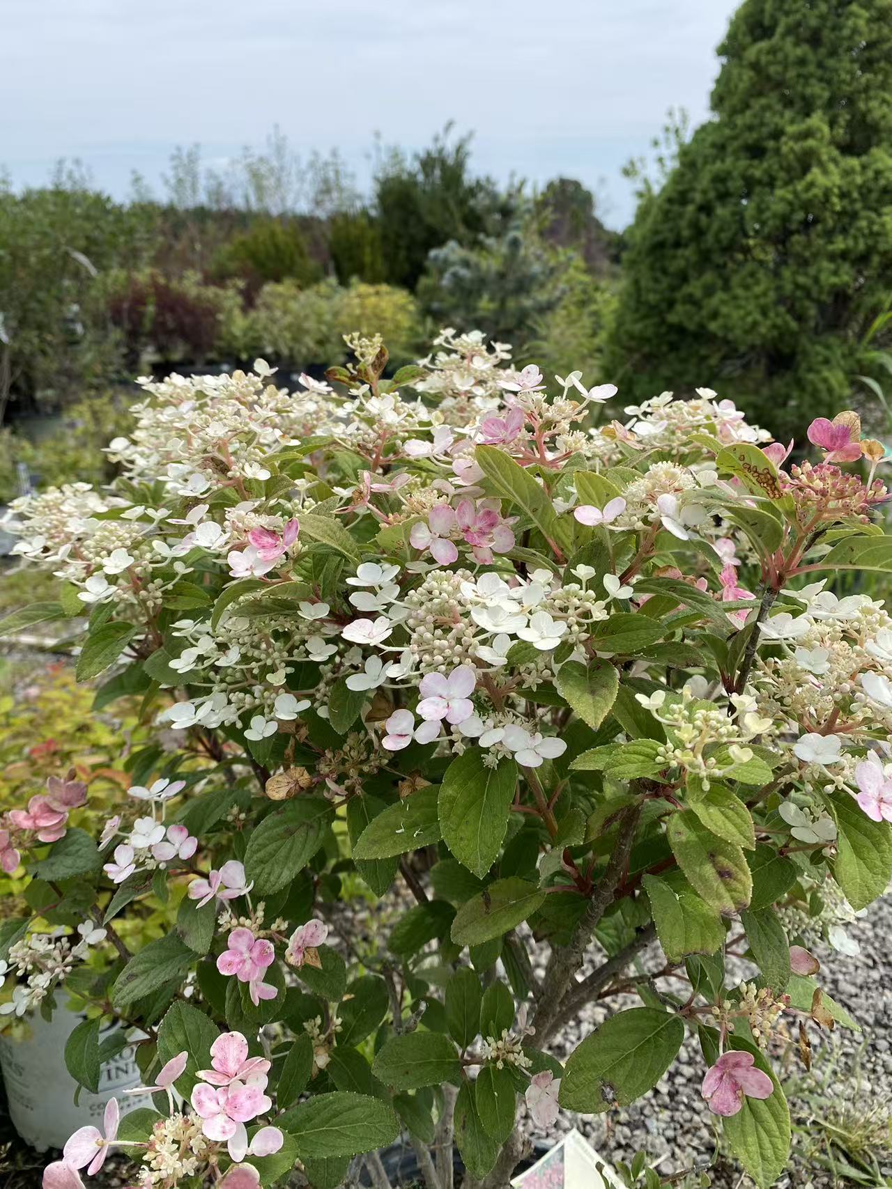 Little Quick Fire Panicle Hydrangea