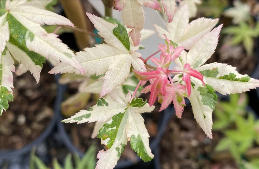 Acer Palmatum llarian