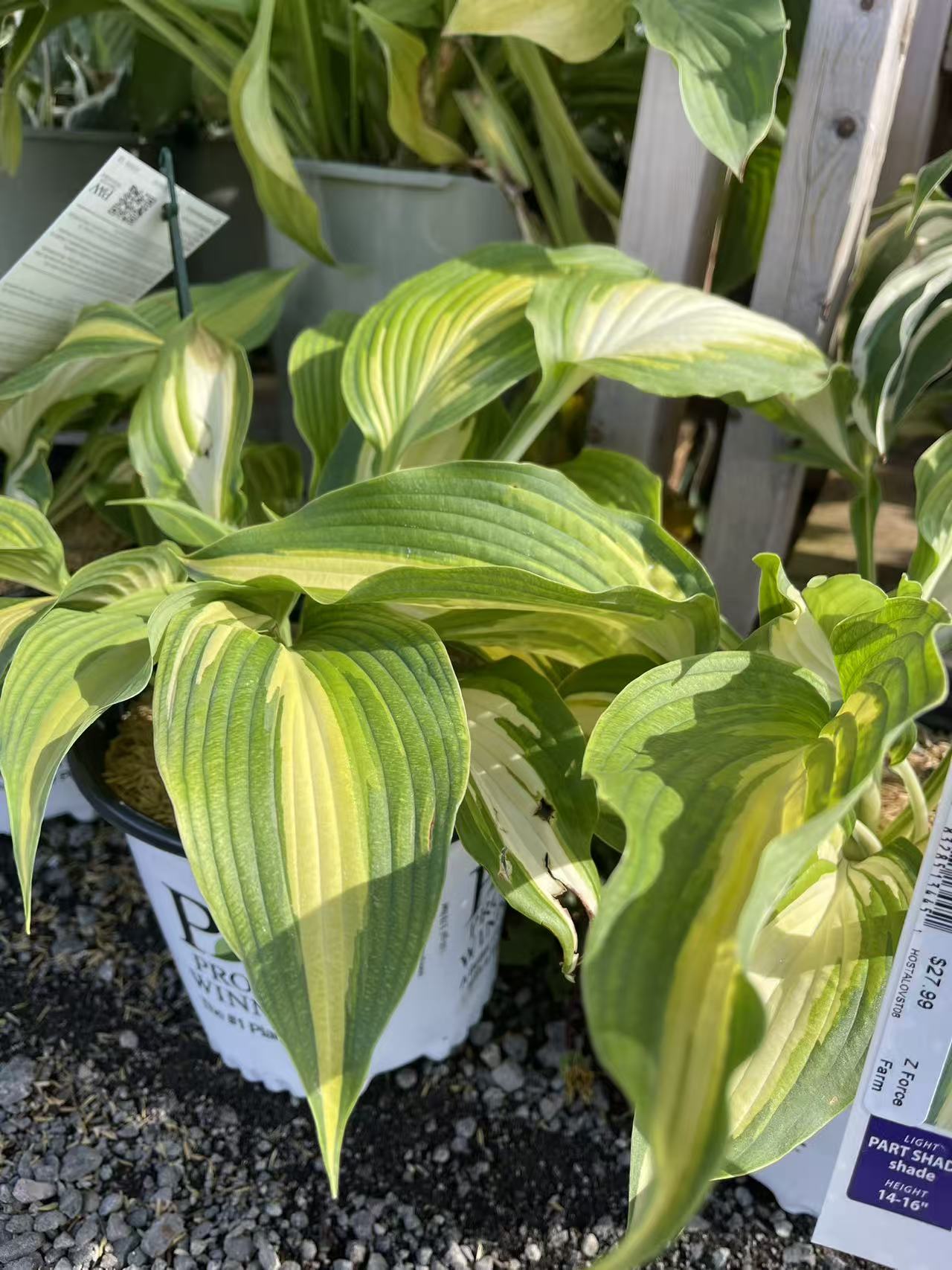 Hosta 'Love Story'