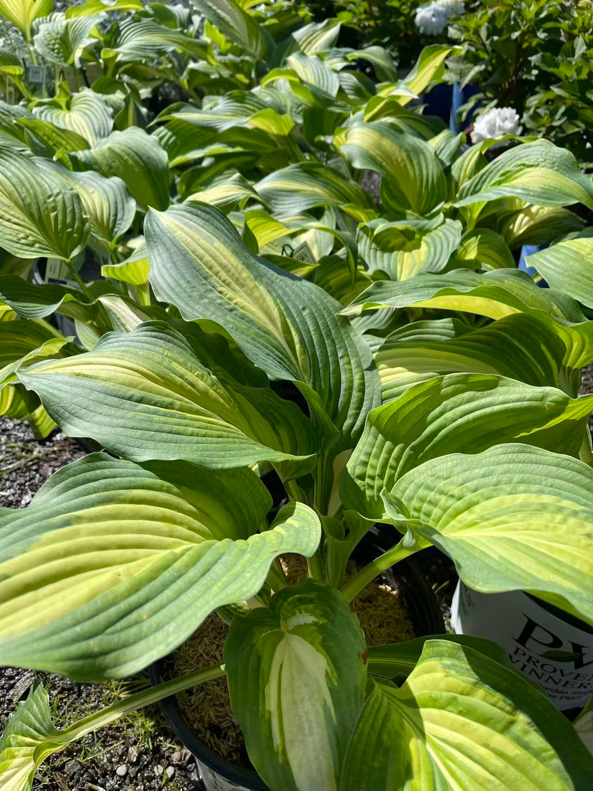 Hosta 'Love Story'