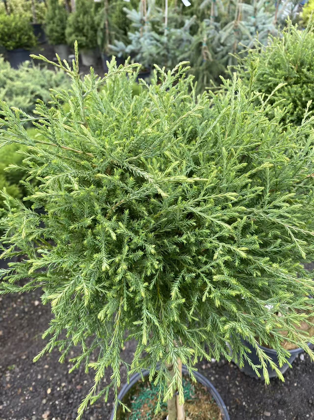 Thuja occidentalis ‘Mr. Bowling Ball’ Std.