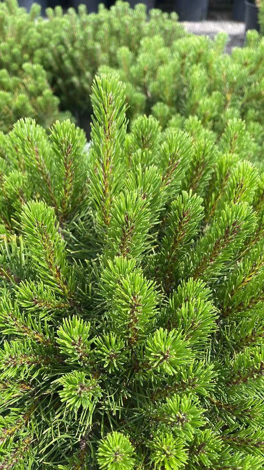 Mugo Pine