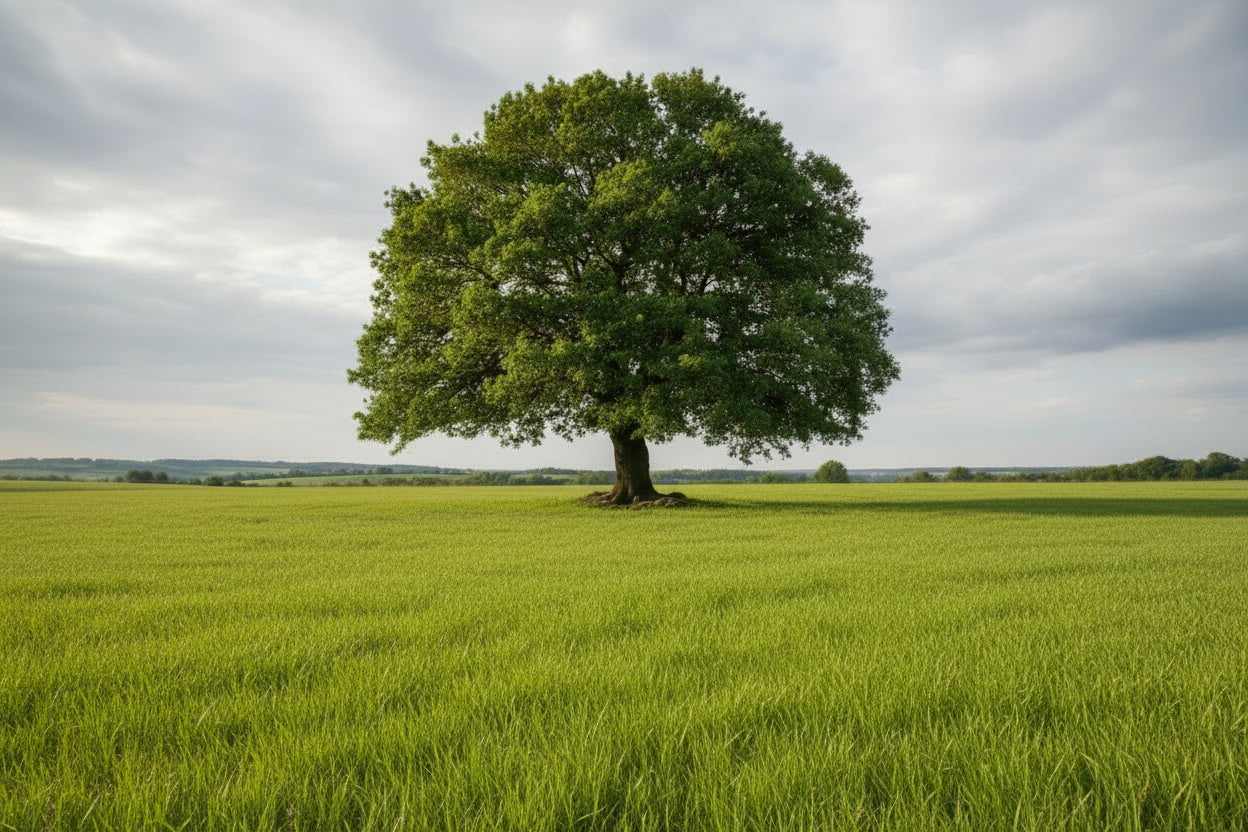 Oak Tree for sale in Toronto