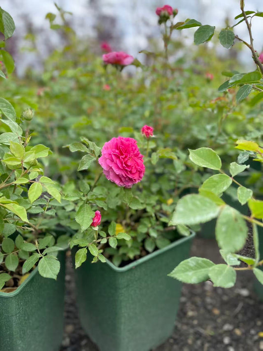 Gabriel Oak David Austin Rose