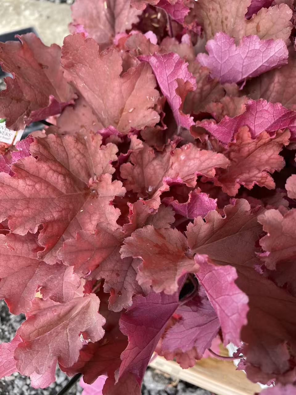 Coral Bells 'Peachberry Ice' PW