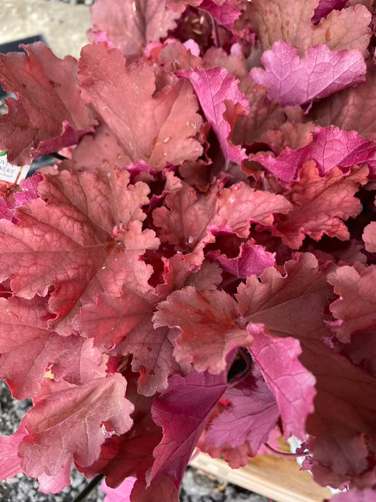 Coral Bells 'Peachberry Ice' PW