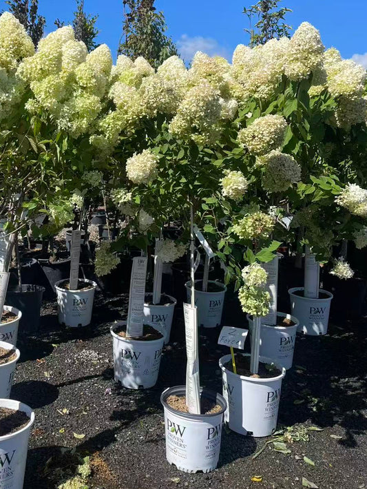 Hydrangea paniculata 'Phantom' Std