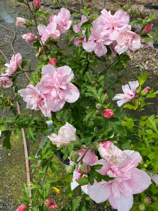 Rose Of Sharon Pink Chiffon