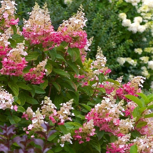 Hydrangea paniculata 'PINK DIAMOND' Std