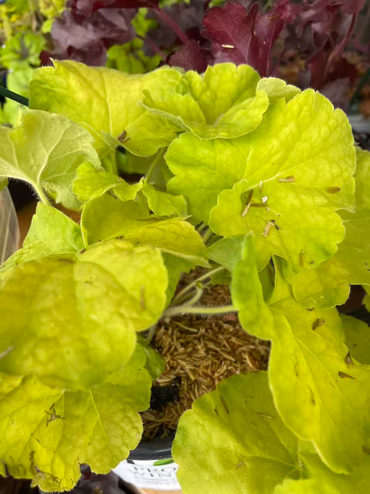Coral Bells 'Pistachio Ambrosia' PW