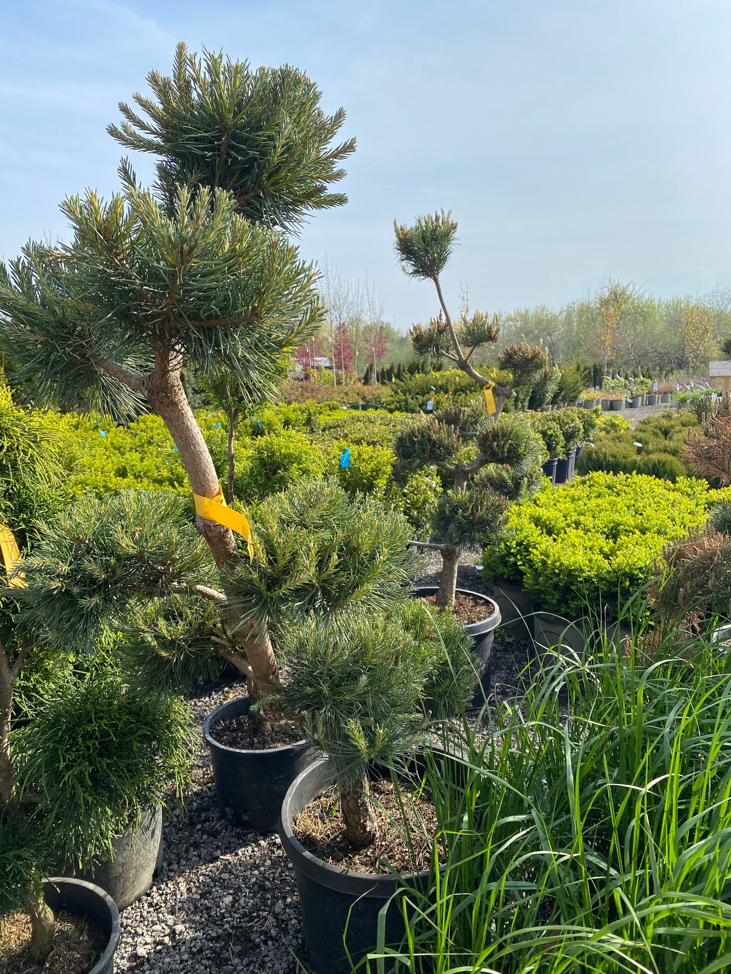 Pom Pom Scots Pine Toronto | Topiary Pine Tree