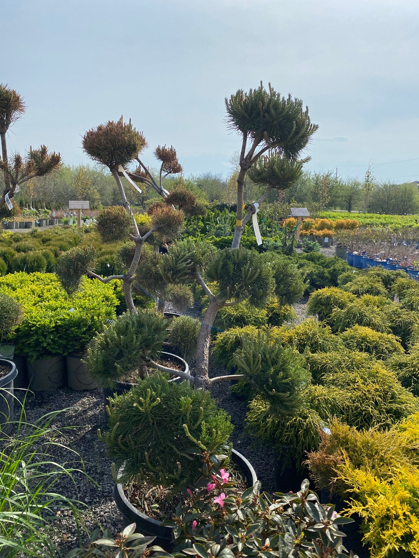 Pom Pom Scots Pine Toronto | Topiary Pine Tree
