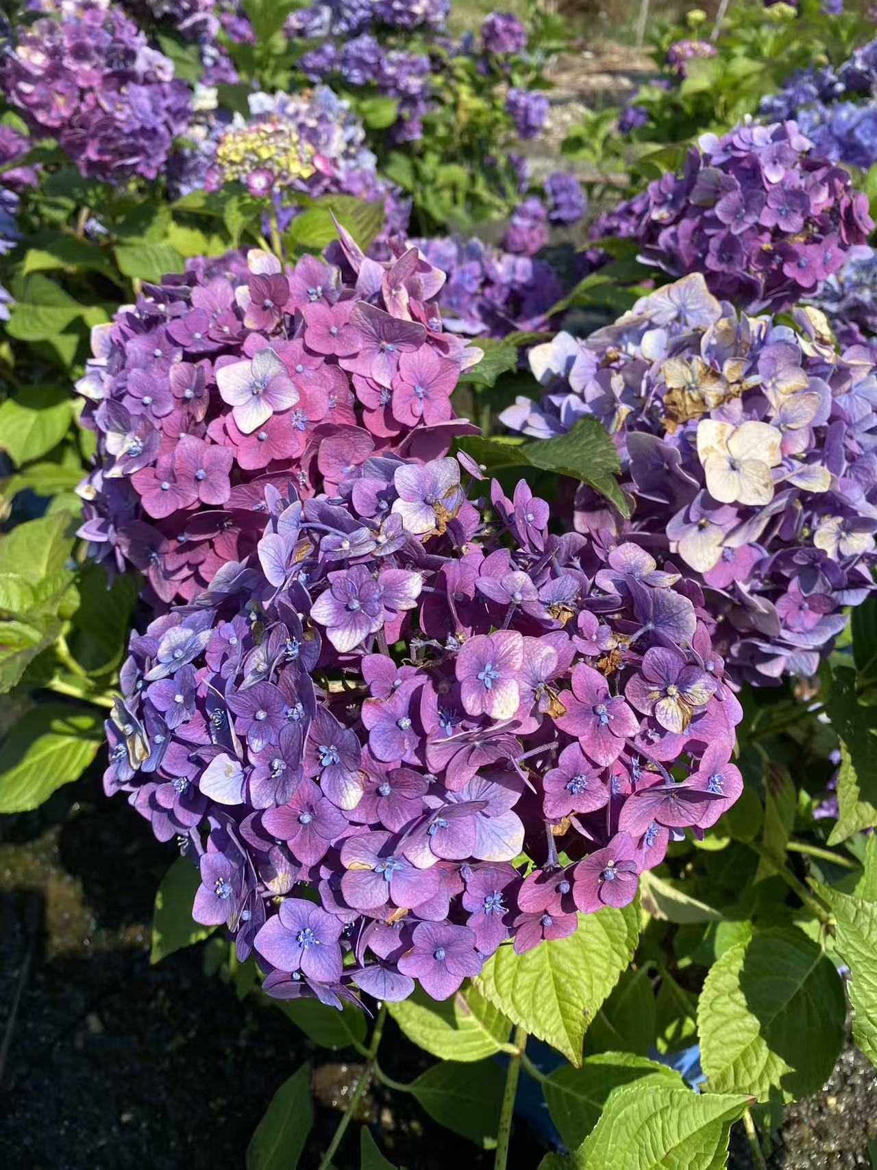 Hydrangea macrophylla Popstar