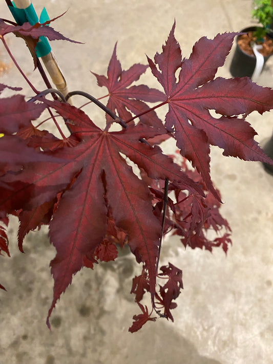 Acer Palmatum Purple Ghost