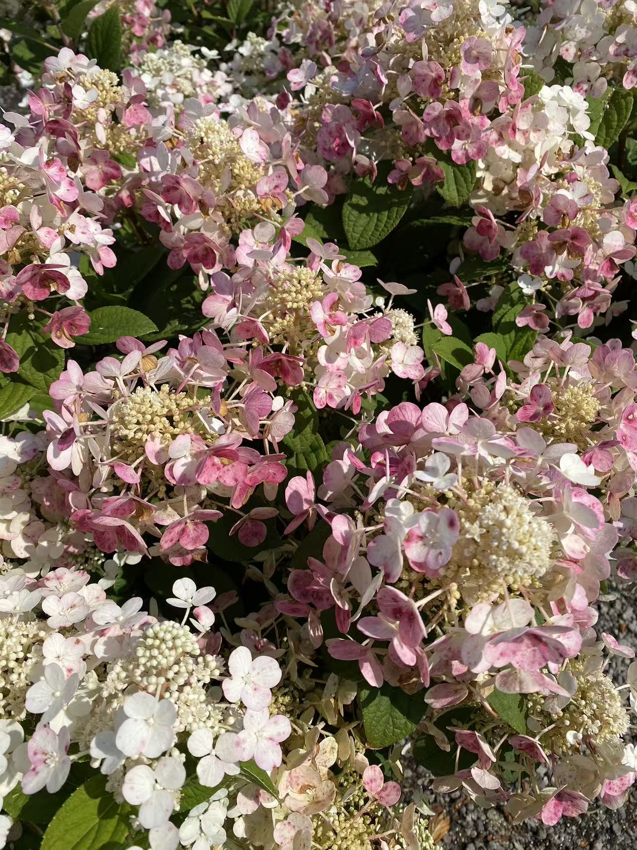 Hydrangea paniculata Quick Fire®