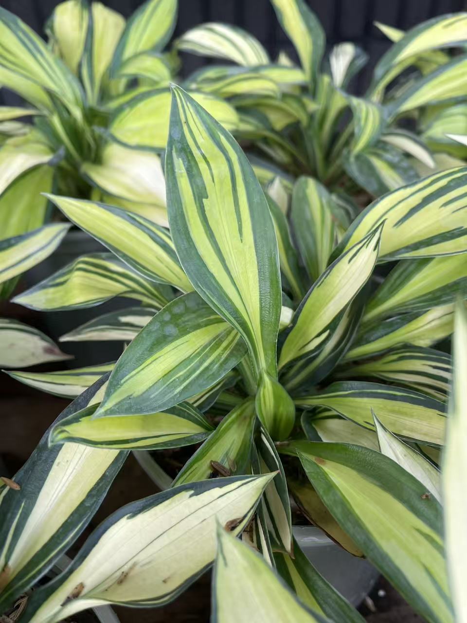 Hosta 'Rainbow's End'