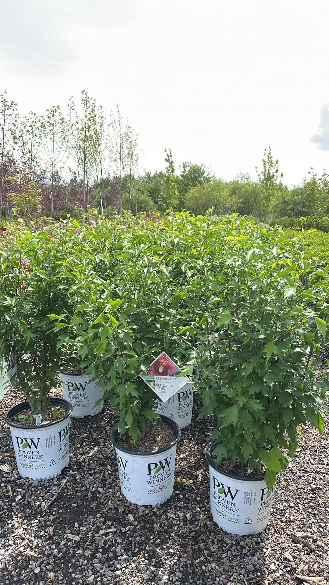 Rose of Sharon Red Pillar