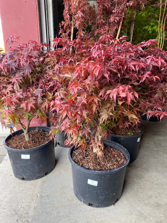 Rhode Island Red Japanese Maple (Acer palmatum 'Rhode Island Red')