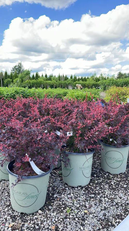Rose Glow Barberry
