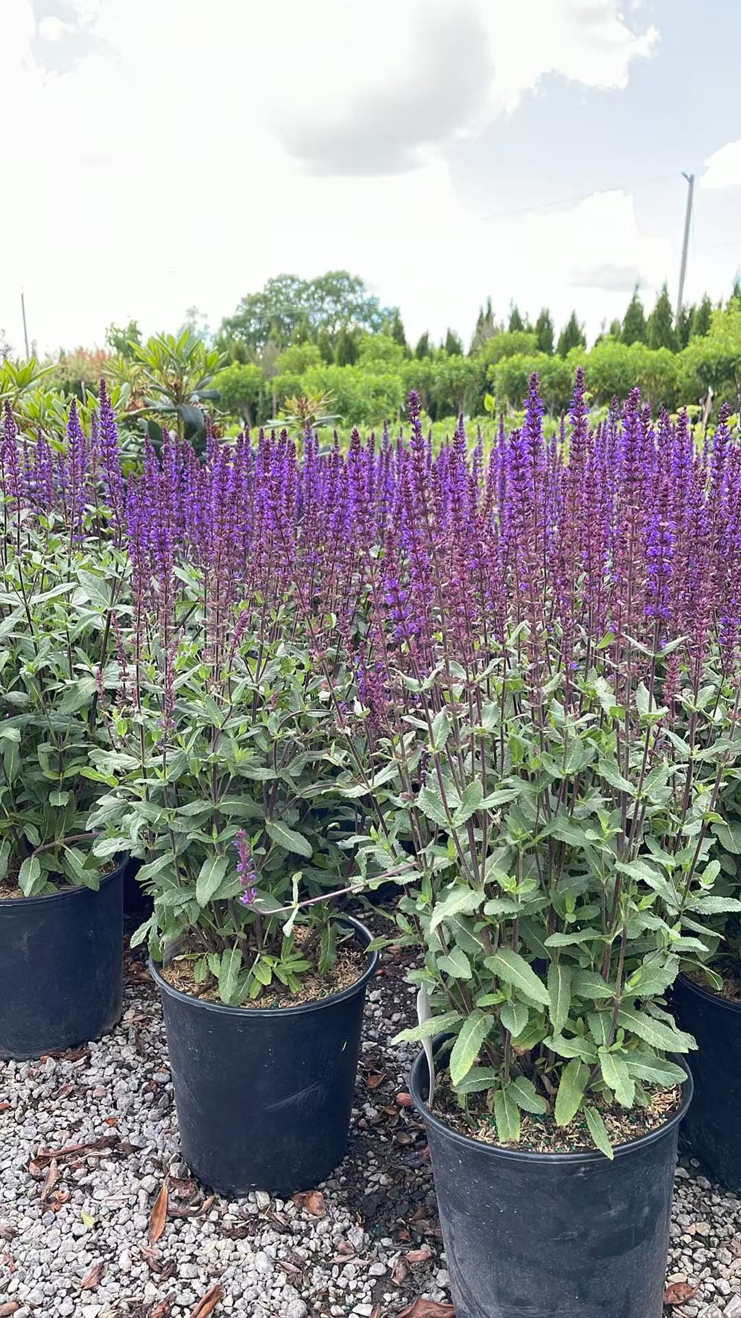 Salvia Caradonna