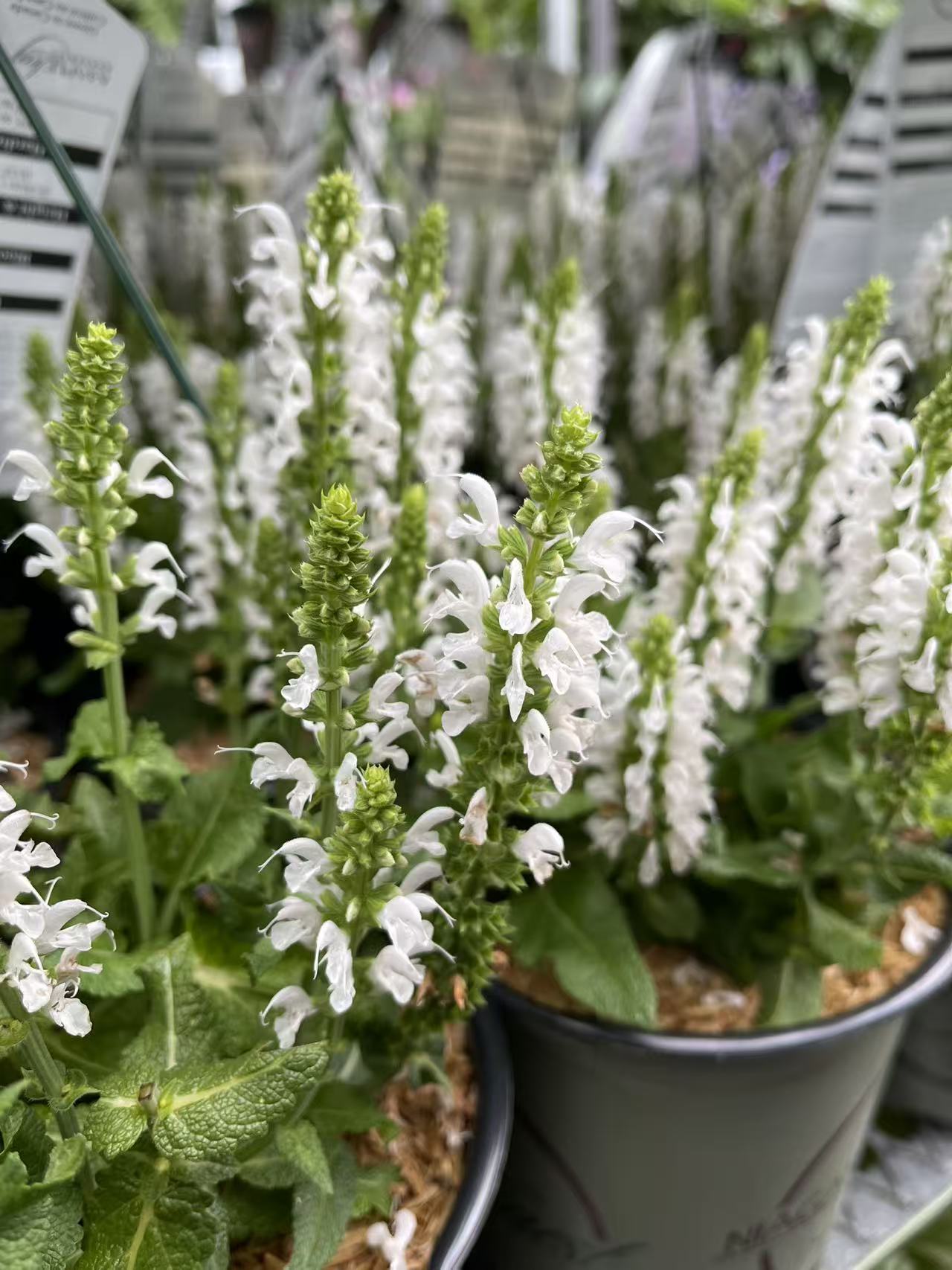 Salvia Bumblesnow