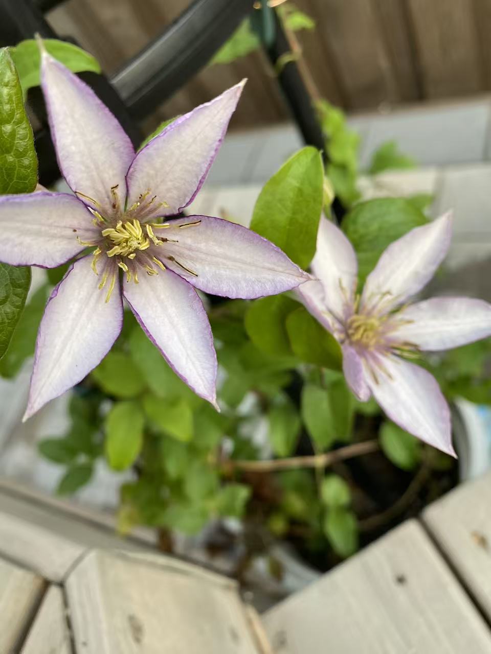Clematis 'Samaritan Jo'