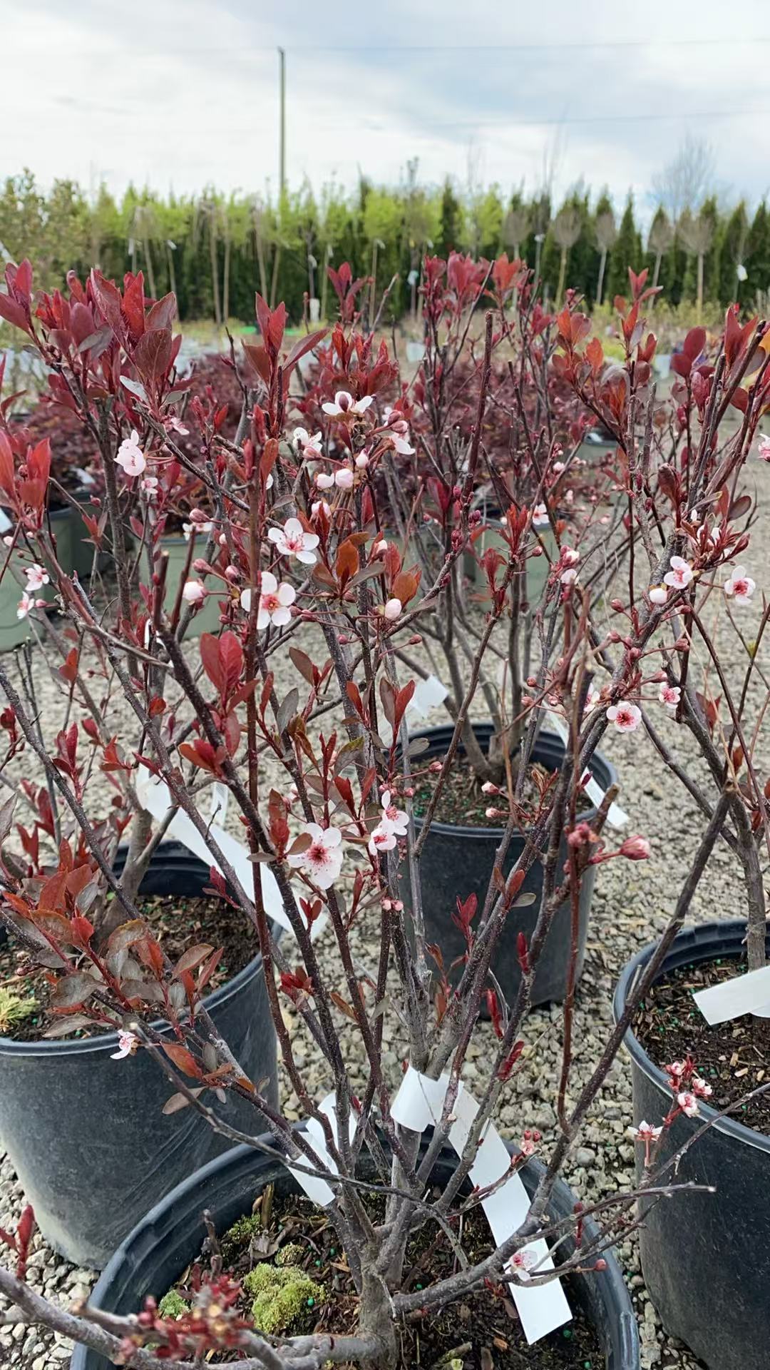 Purple Sandcherry