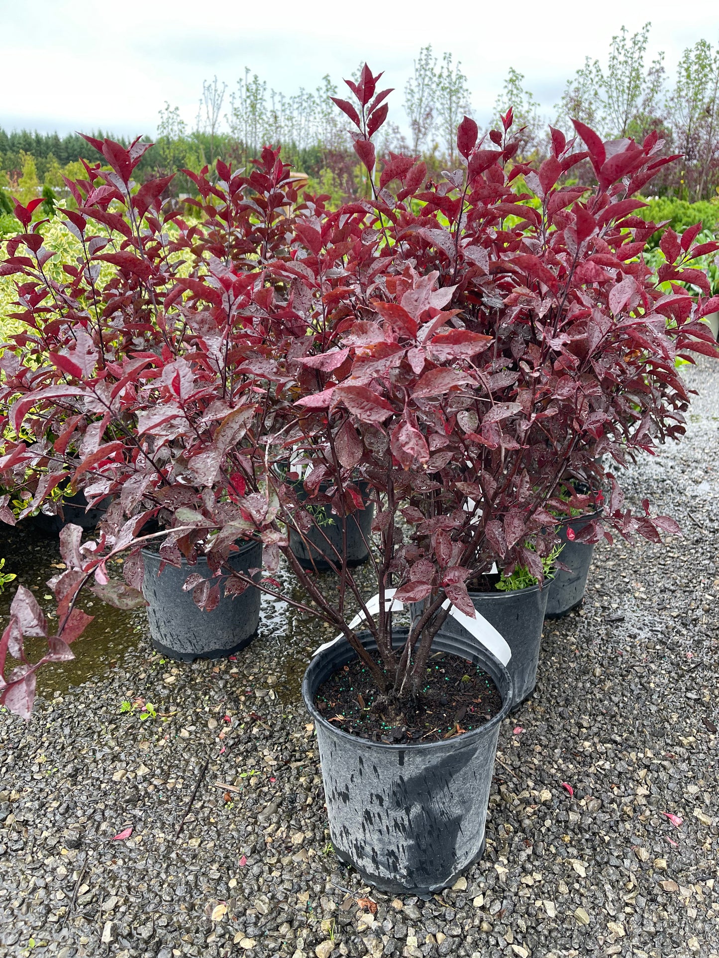 Purple Sandcherry