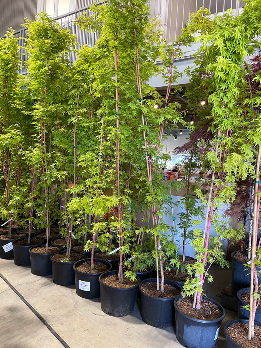 Acer Palmatum Sango-kaku