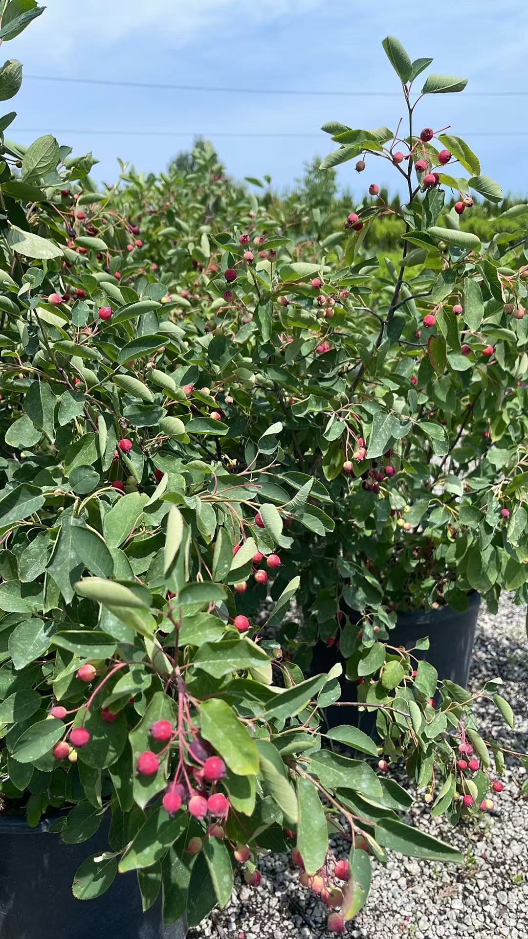 Canadian Serviceberry