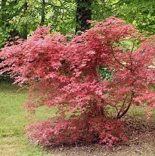 Acer Palmatum 'Shindeshojo'