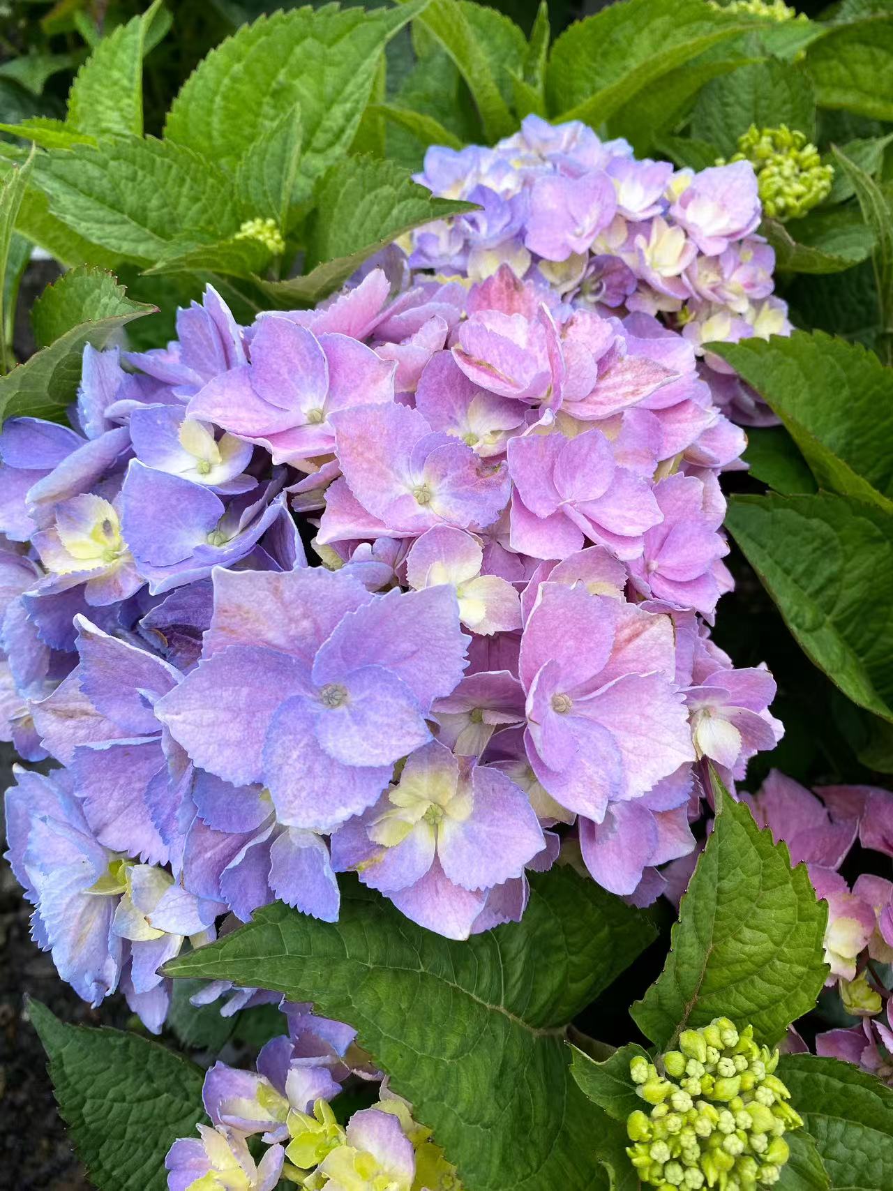 Hydrangea macrophylla Let's Dance Sky View
