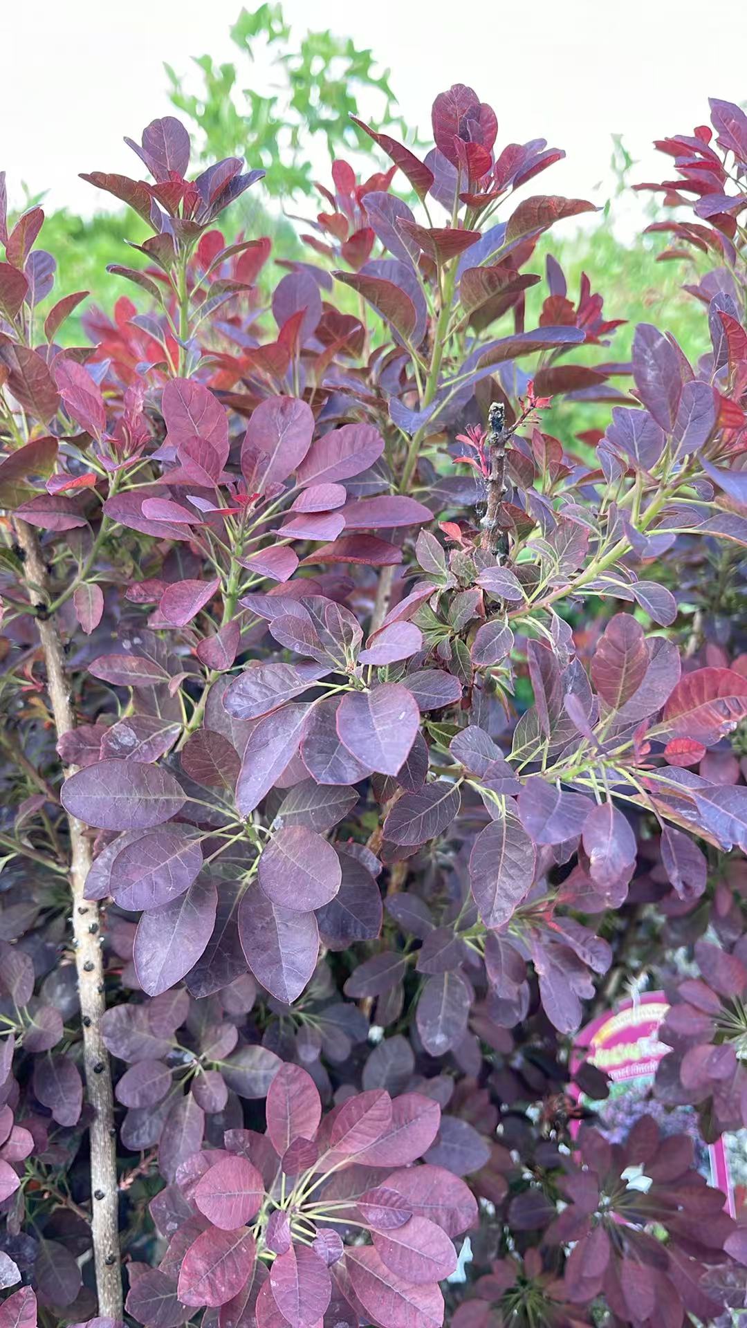 Velveteeny Smokebush