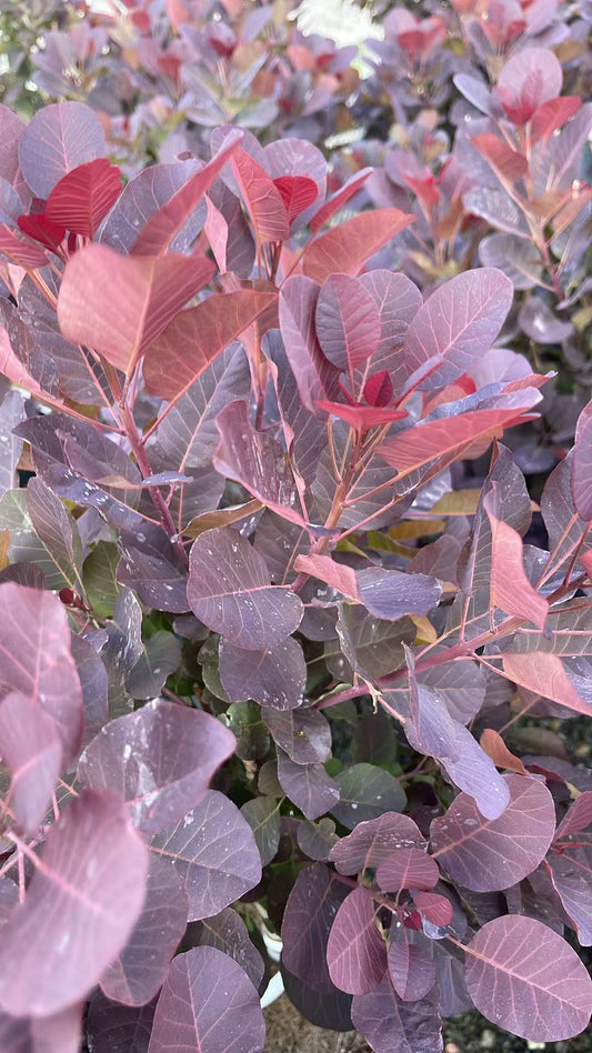 Royal Purple Smokebush