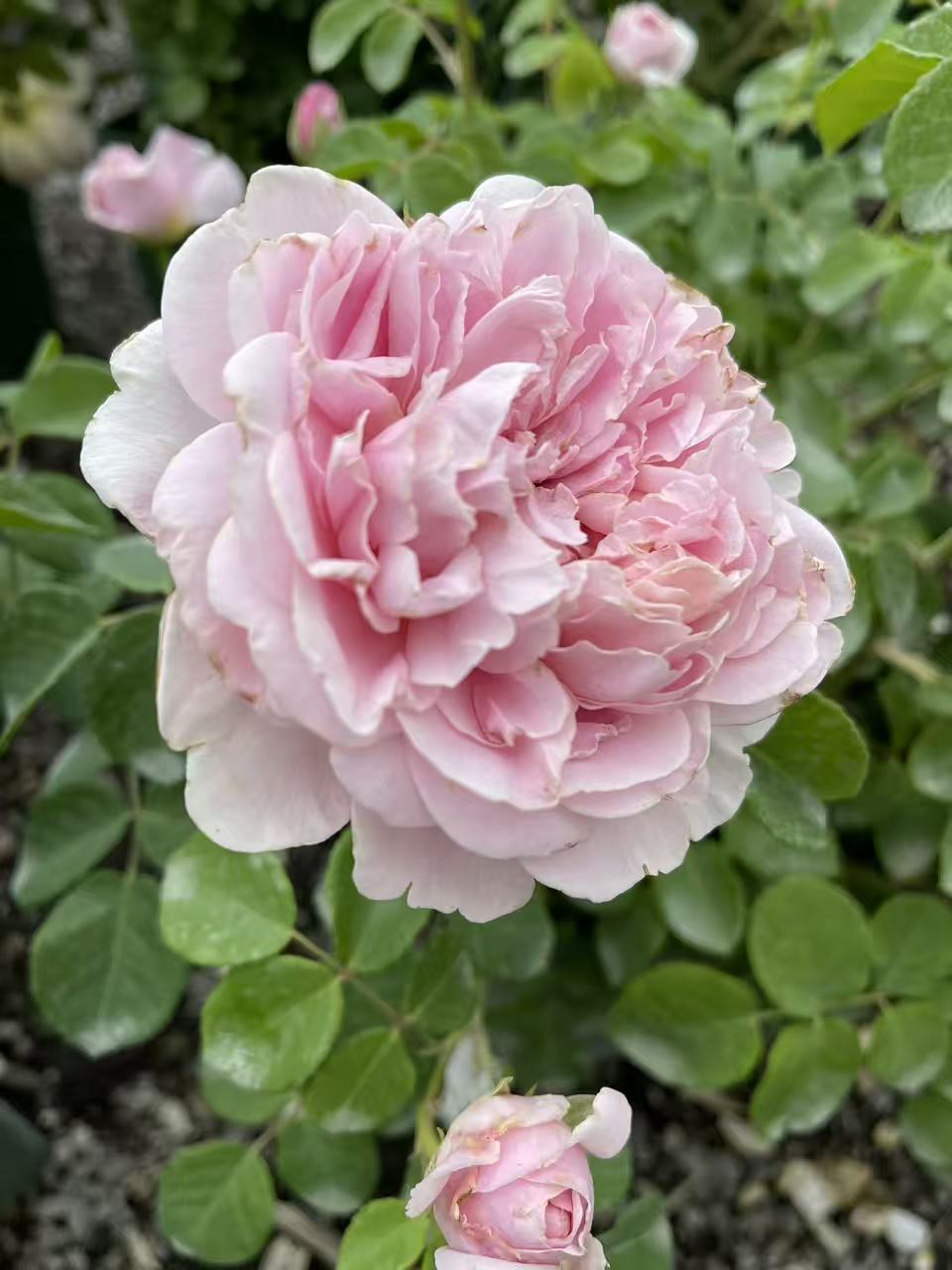 Strawberry Hill David Austin English Climbing Rose