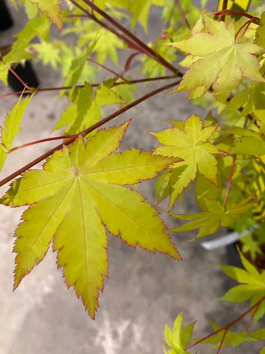 Acer palmatum Summer Gold