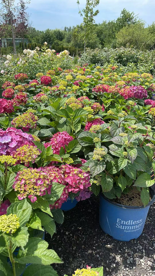 Hydrangea macrophylla 'Summer Crush'