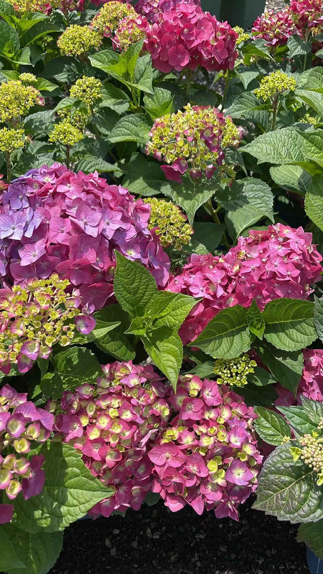 Hydrangea macrophylla 'Summer Crush'