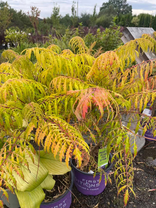 Rhus typhina 'Bailtiger' Tiger Eyes