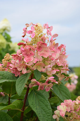 Hydrangea paniculata Quick Fire®
