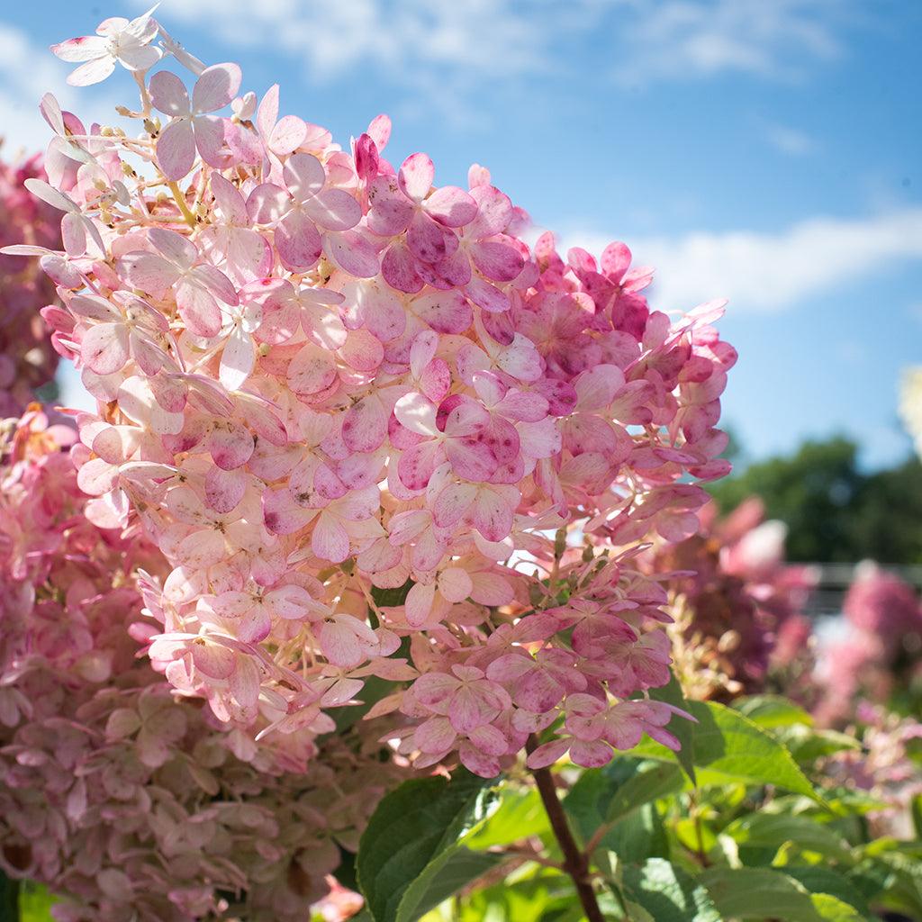 Hydrangea paniculata Vanilla Strawberry™ Std.
