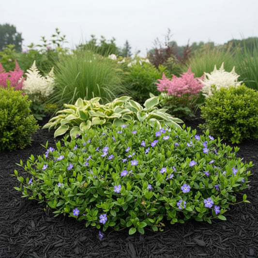 Periwinkle for Sale in Toronto