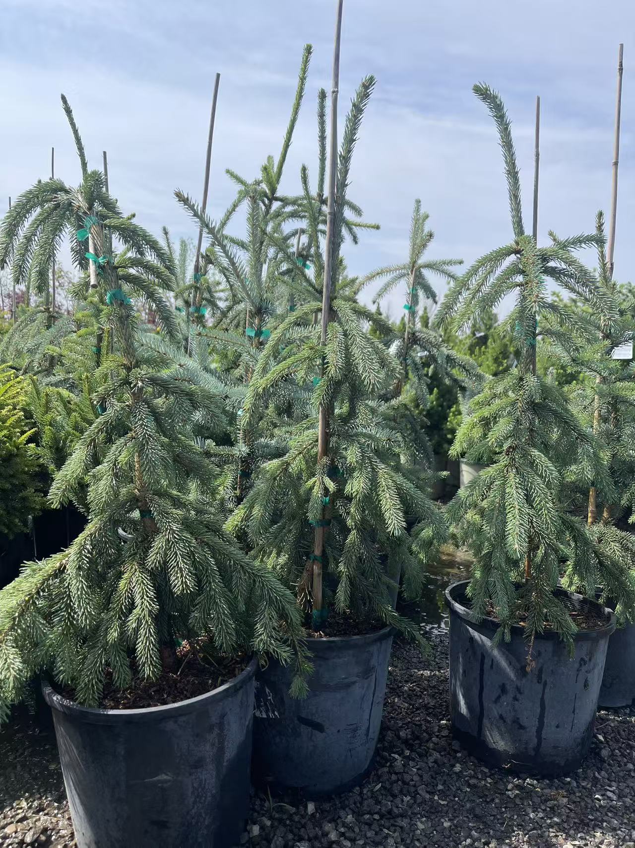 Weeping Norway Spruce