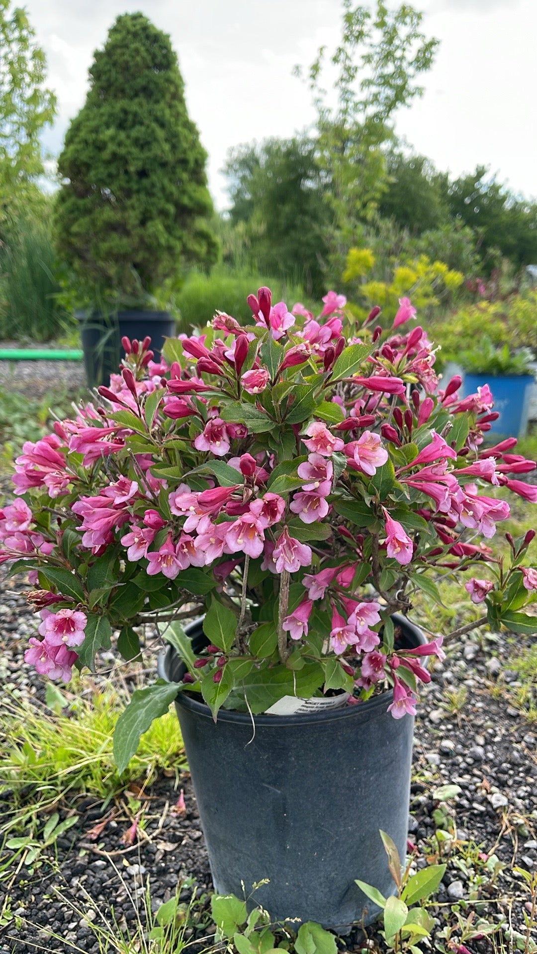 Weigela Minuet