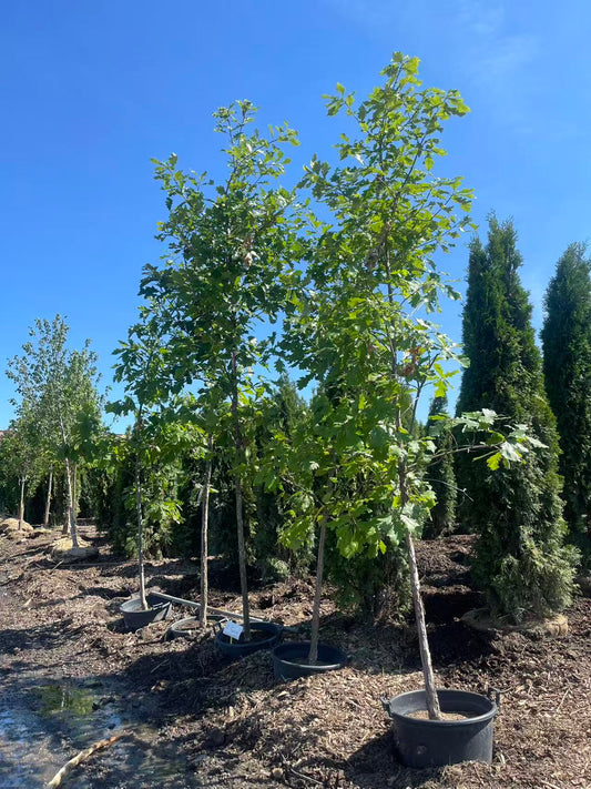 White Oak